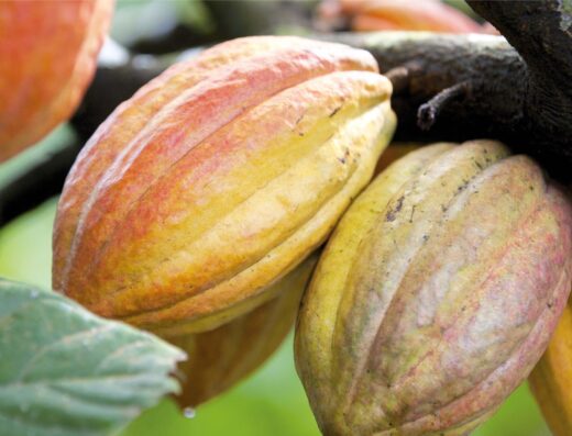 Chocolats Favoris